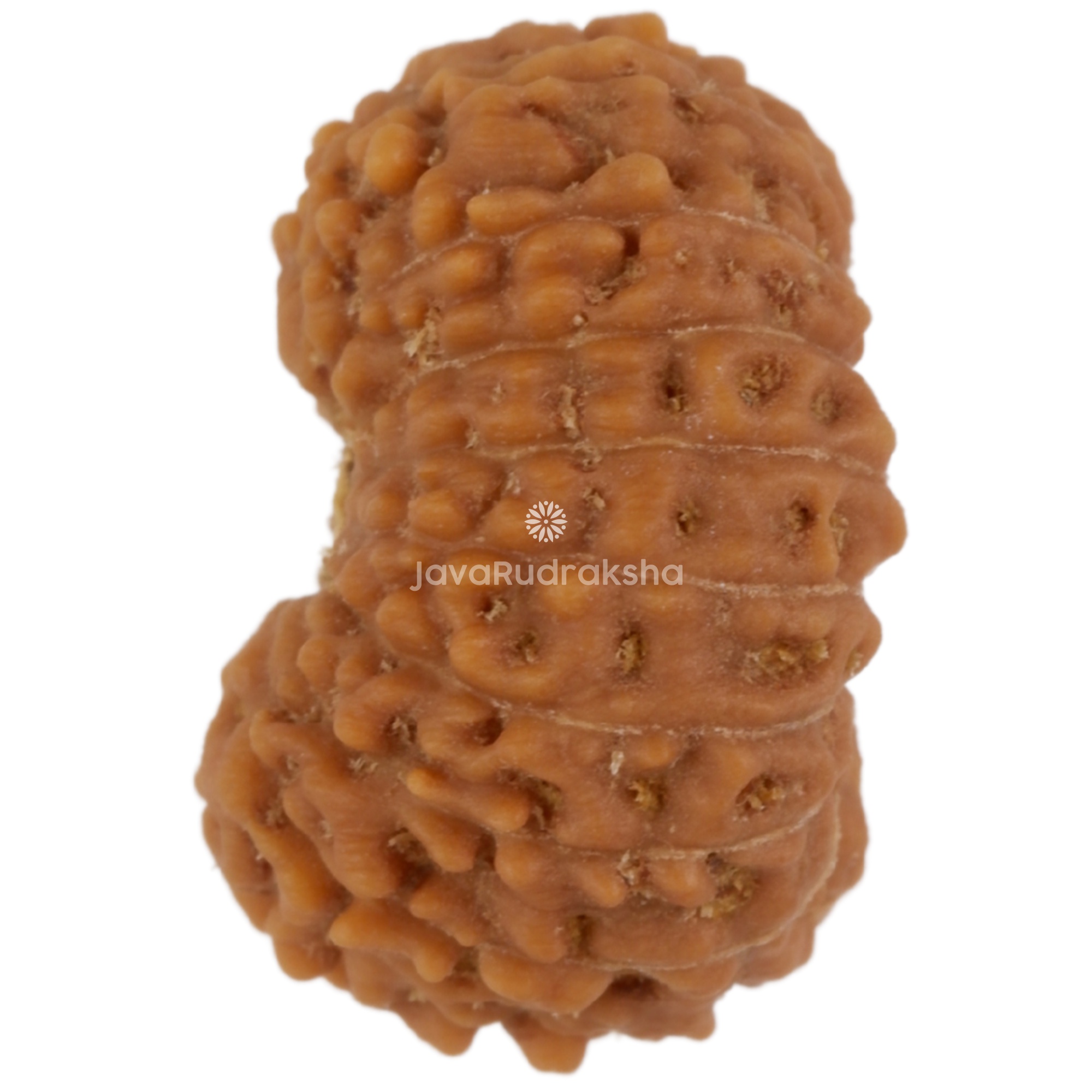 17 Mukhi Java Rudraksha 16.46 mm left side angle