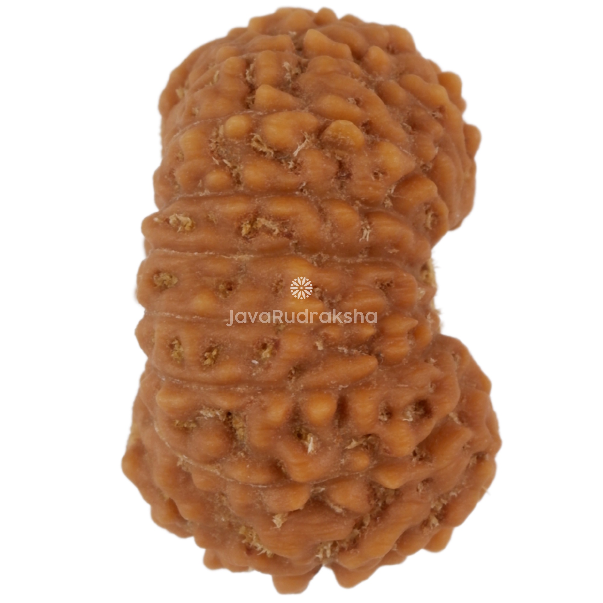 17 Mukhi Java Rudraksha 16.46 mm right side angle