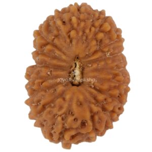 17 Mukhi Java Rudraksha 16.46 mm top view
