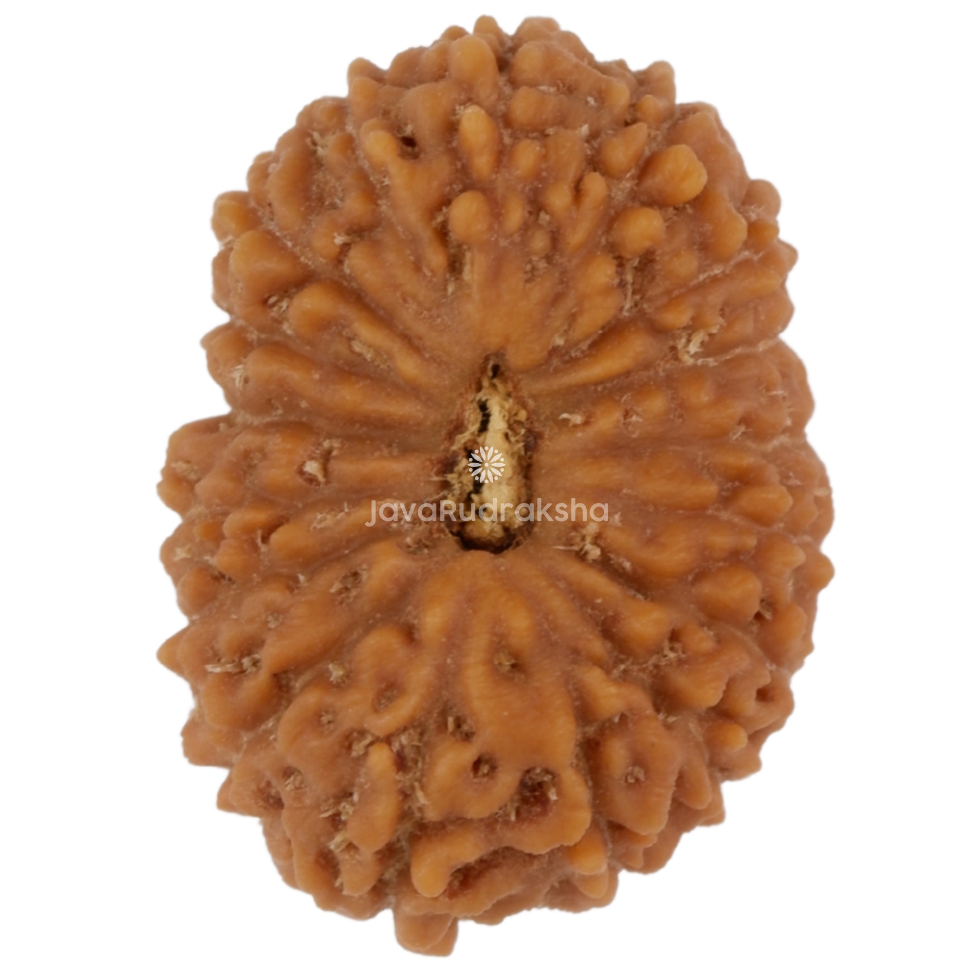 17 Mukhi Java Rudraksha 16.46 mm top view