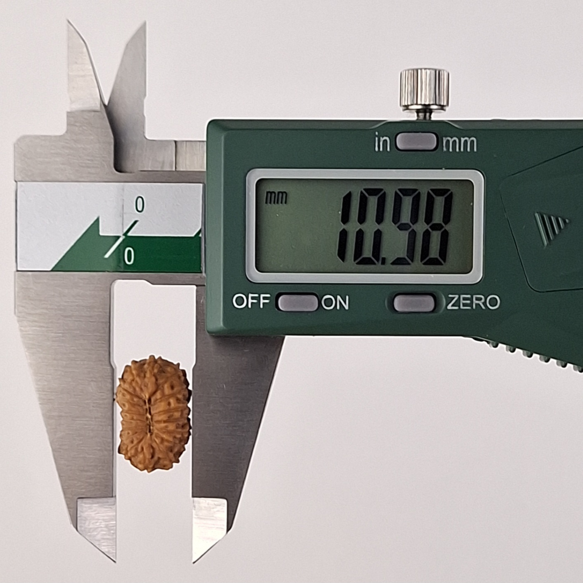 17 Mukhi Java Rudraksha 10.98 mm width measurement