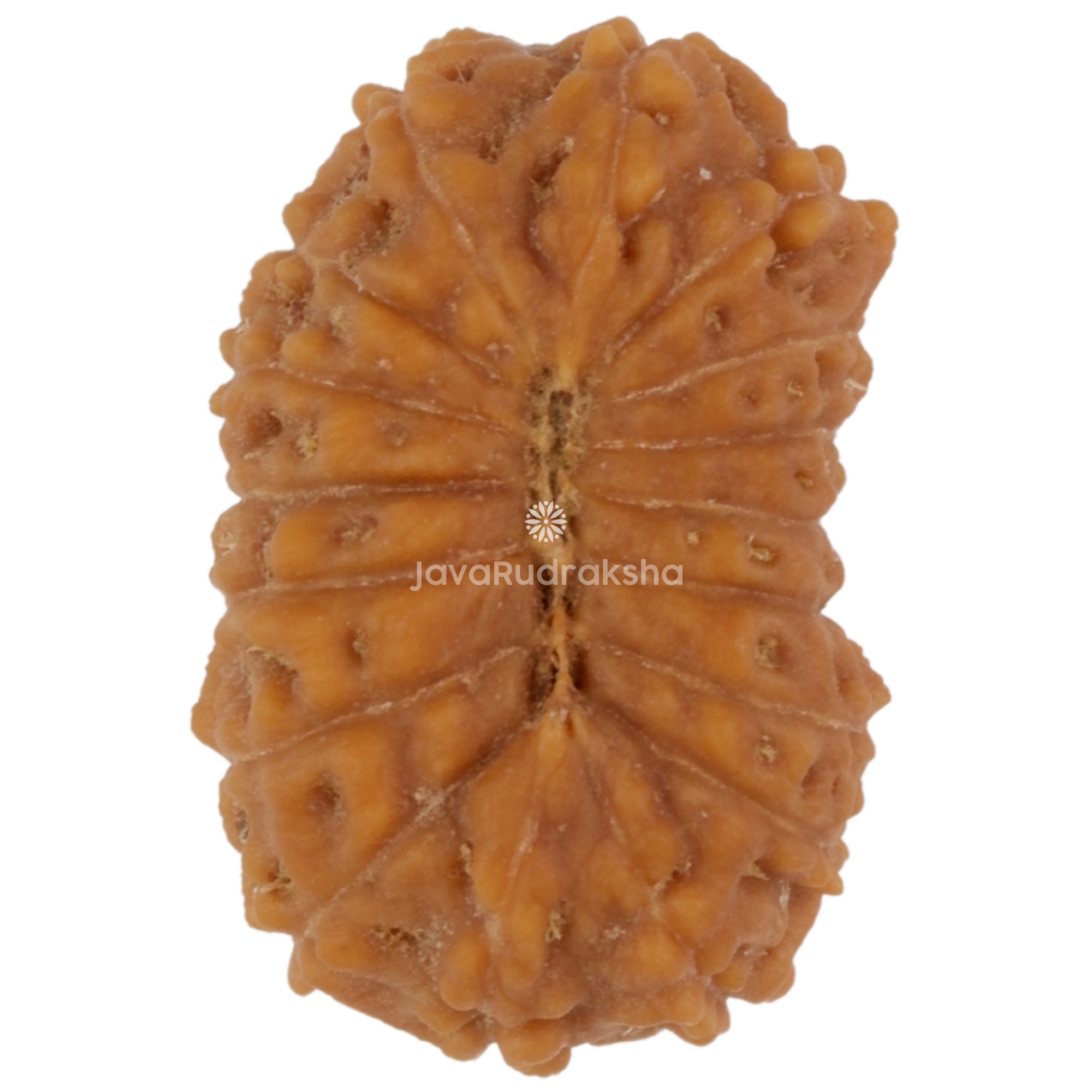 17 Mukhi Java Rudraksha 16.70 mm bottom view