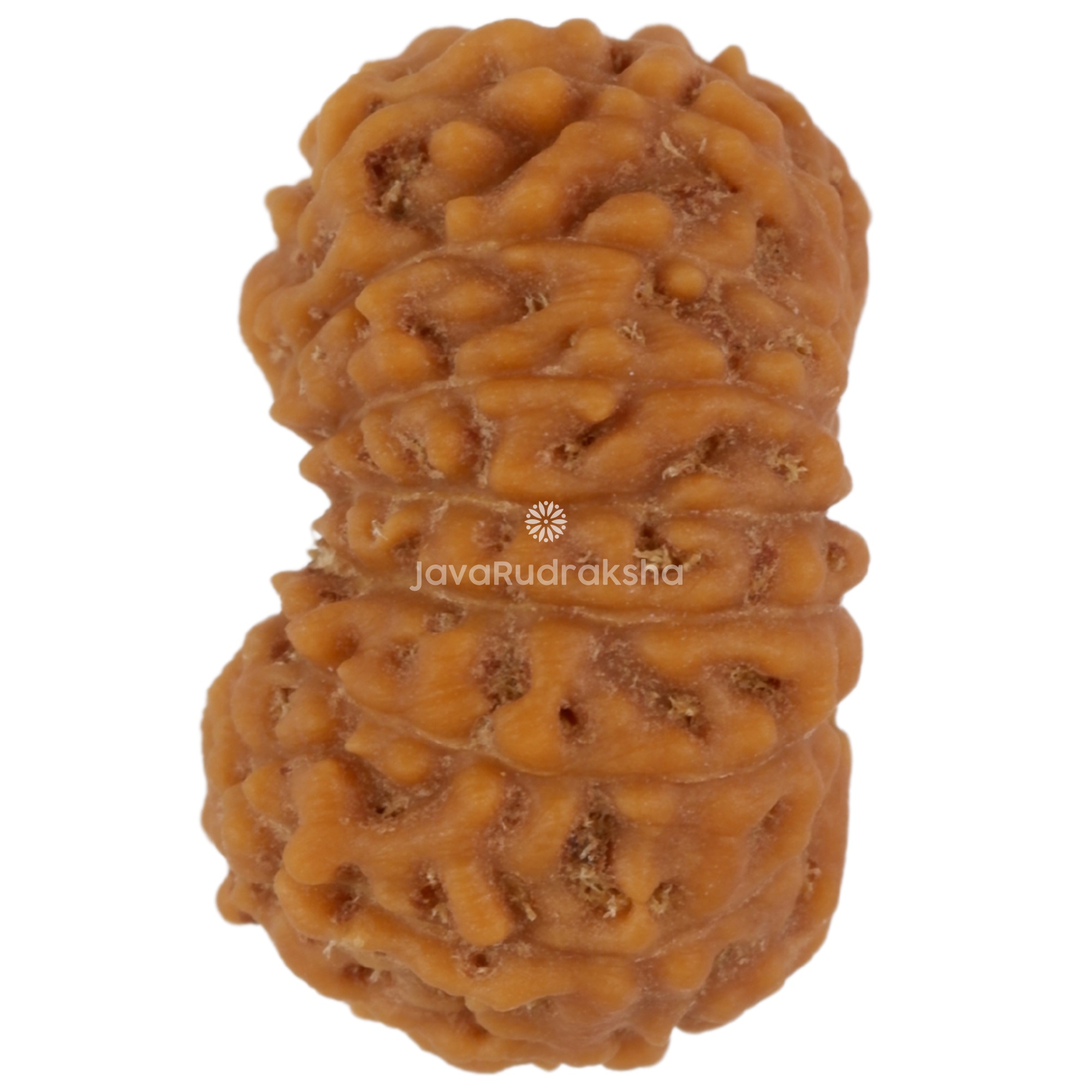 17 Mukhi Java Rudraksha 16.70 mm left side angle