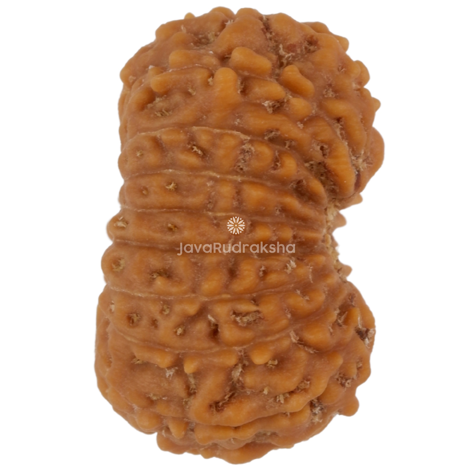 17 Mukhi Java Rudraksha 16.70 mm right side angle