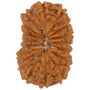 17 Mukhi Java Rudraksha 16.70 mm top view