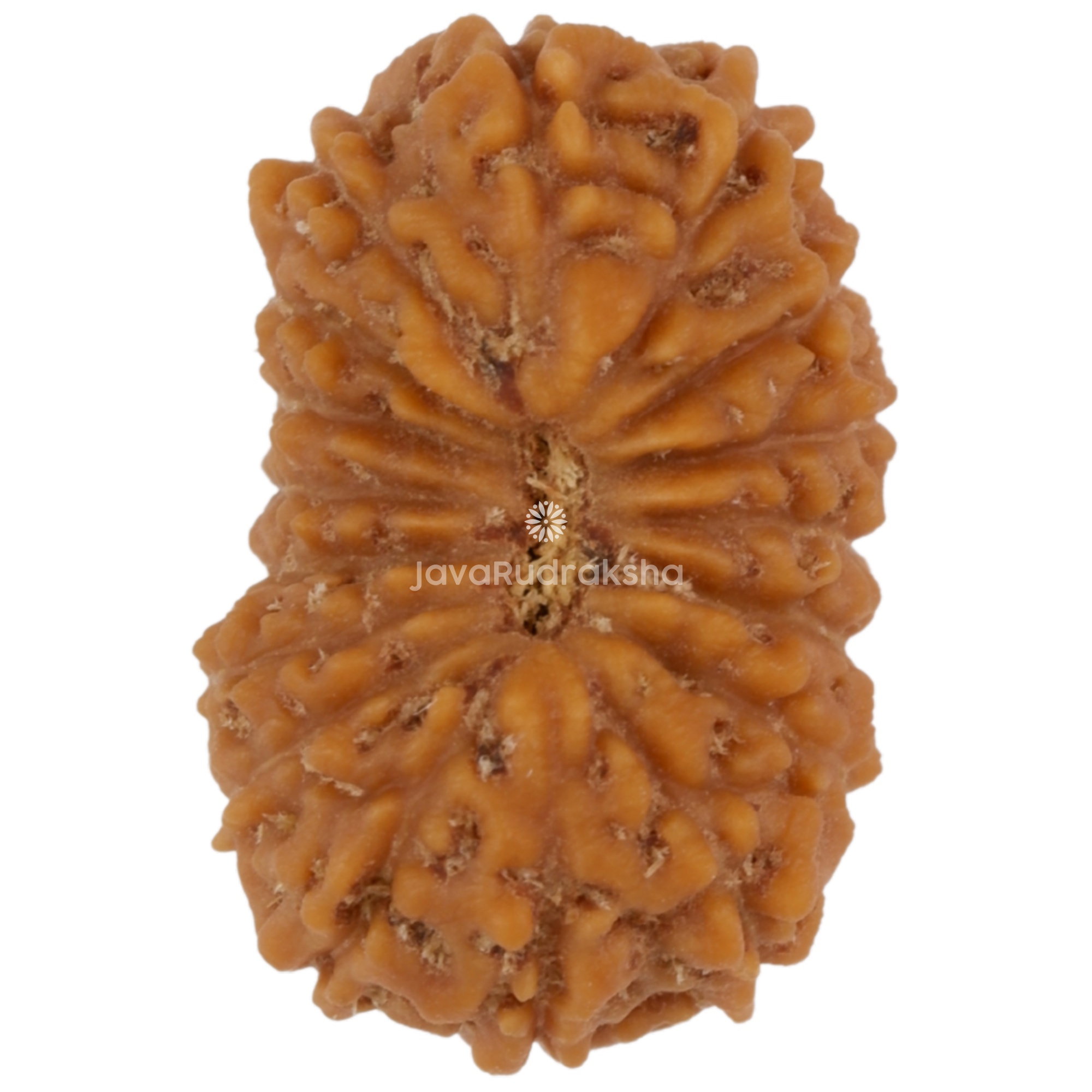 17 Mukhi Java Rudraksha 16.70 mm top view