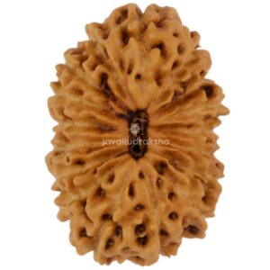 17 Mukhi Java Rudraksha 17.95 mm top view