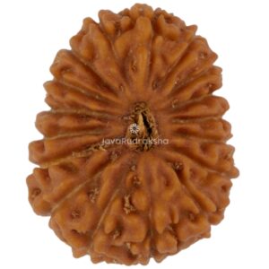 17 Mukhi Java Rudraksha 18.01 mm top view