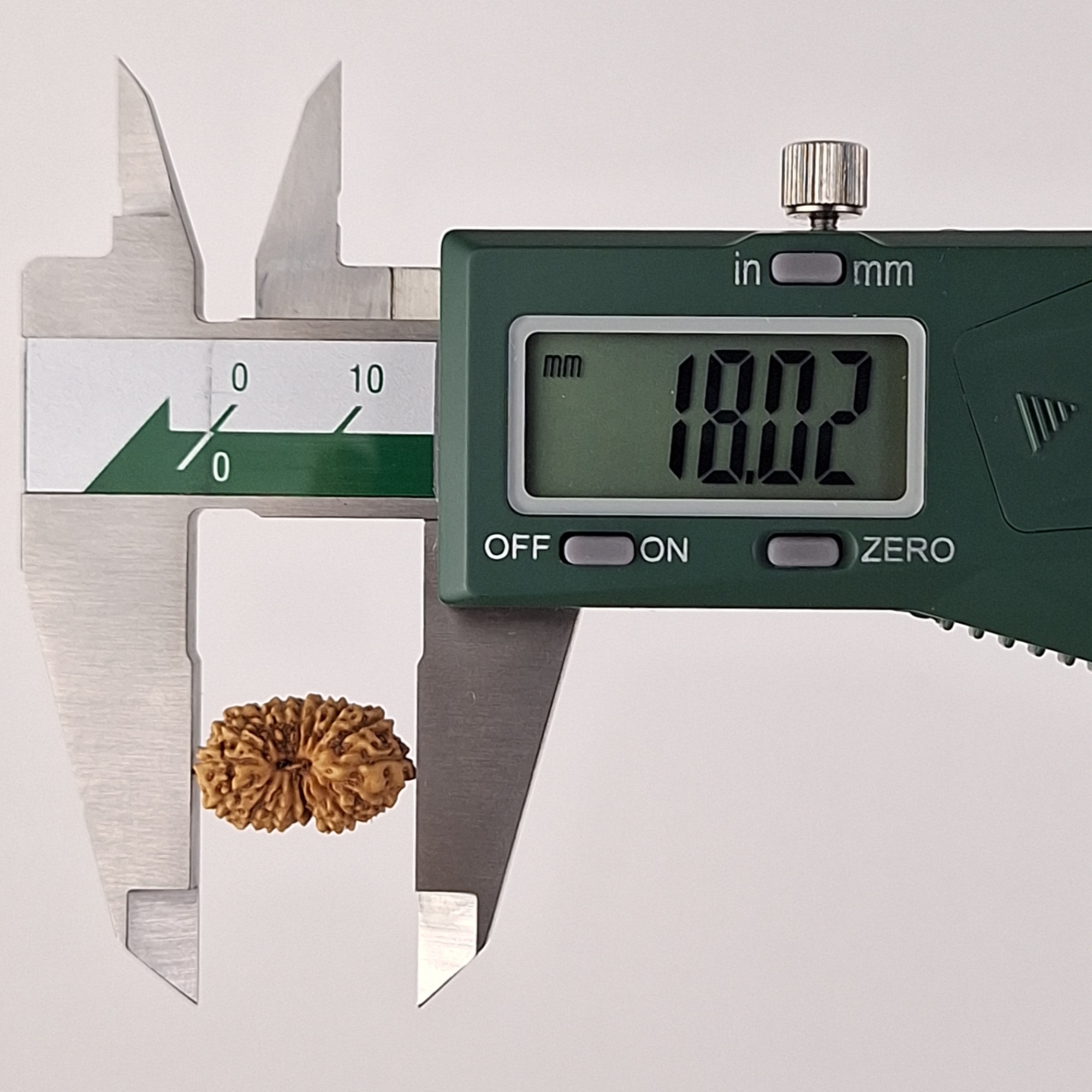 17 Mukhi Java Rudraksha 18.02 mm length measurement