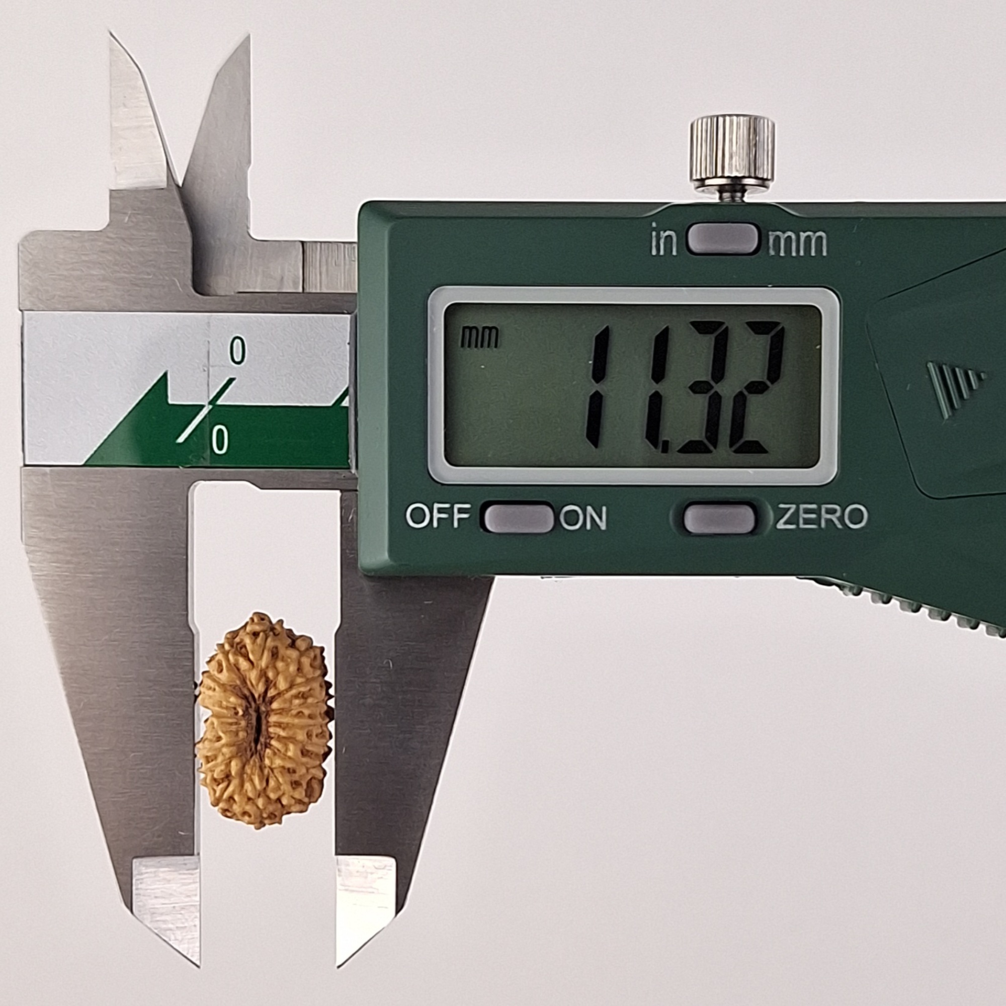 17 Mukhi Java Rudraksha 11.32 mm width measurement