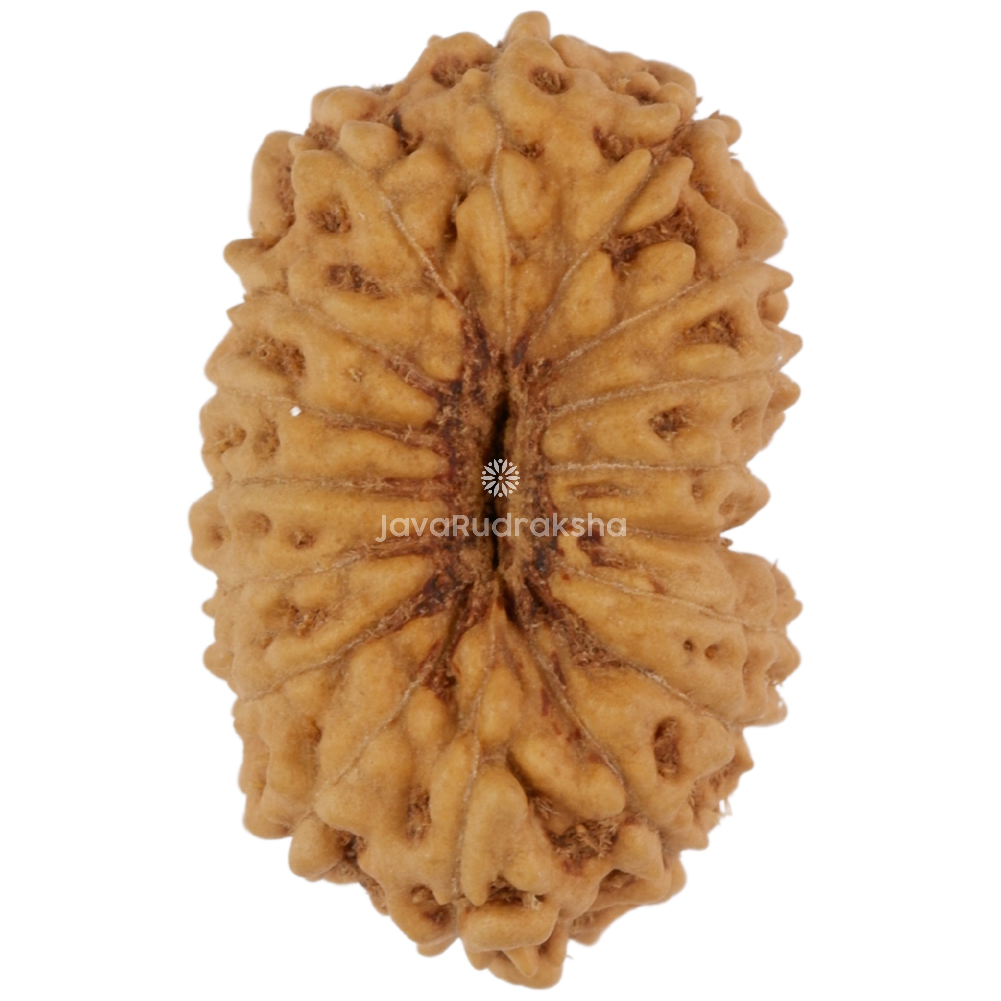 17 Mukhi Java Rudraksha 18.02 mm bottom view