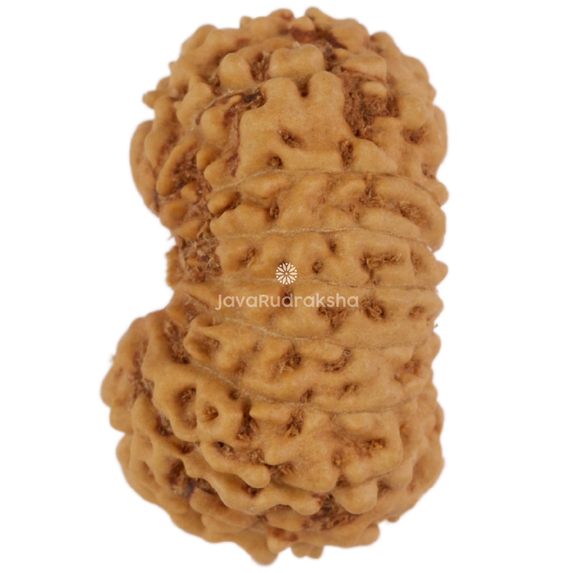 17 Mukhi Java Rudraksha 18.02 mm left side angle