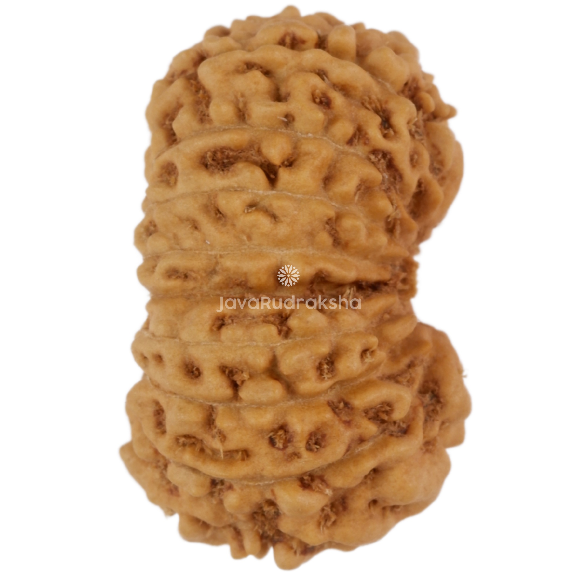 17 Mukhi Java Rudraksha 18.02 mm right side angle
