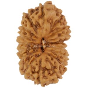 17 Mukhi Java Rudraksha 18.02 mm top view