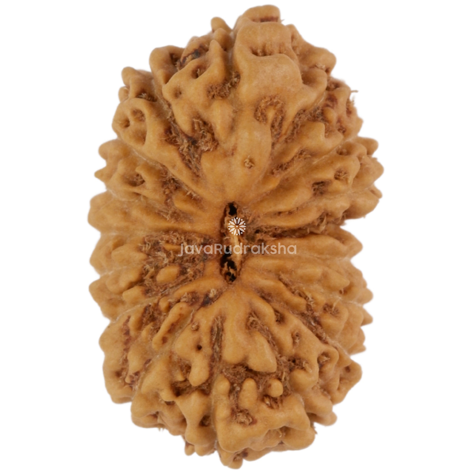 17 Mukhi Java Rudraksha 18.02 mm top view