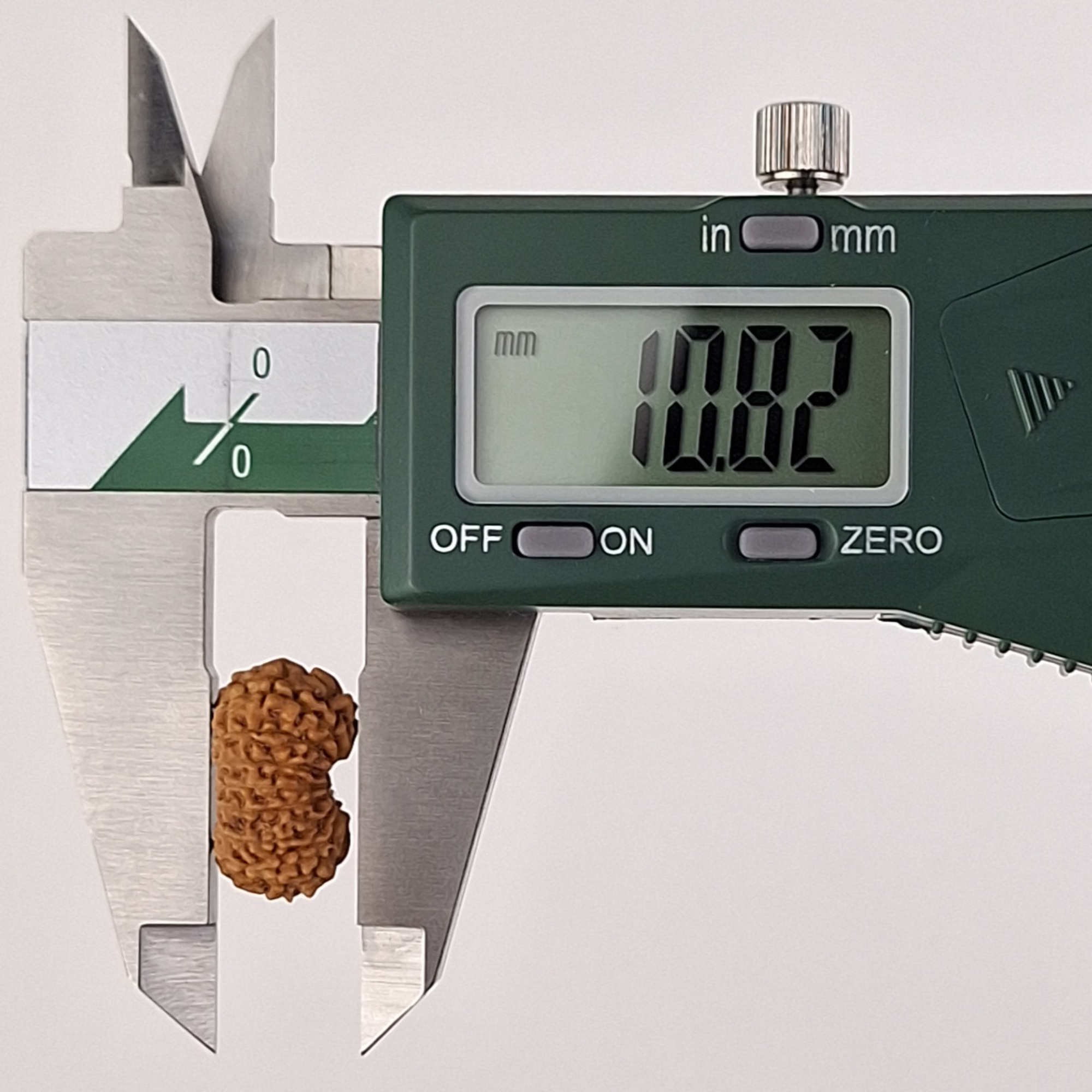 17 Mukhi Java Rudraksha 10.82 mm depth measurement