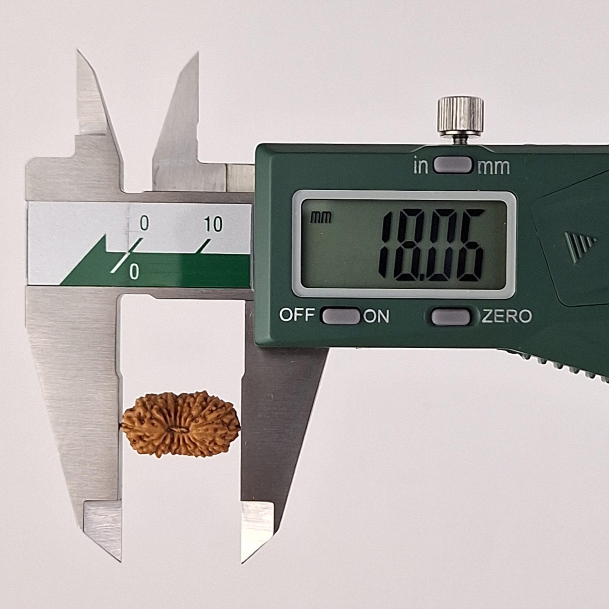 17 Mukhi Java Rudraksha 18.06 mm length measurement