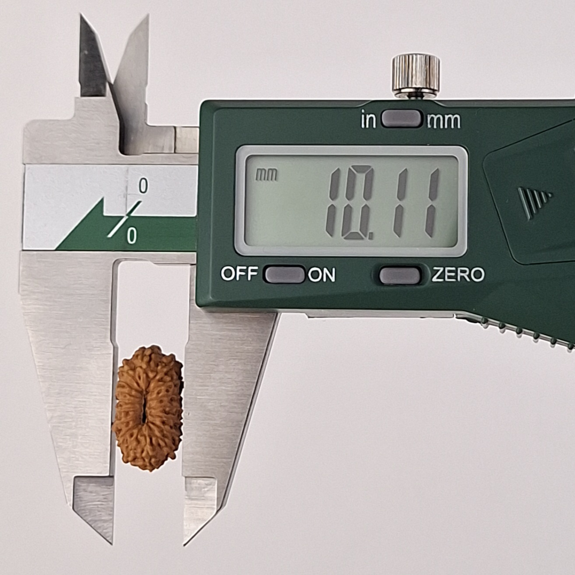 17 Mukhi Java Rudraksha 10.11 mm width measurement