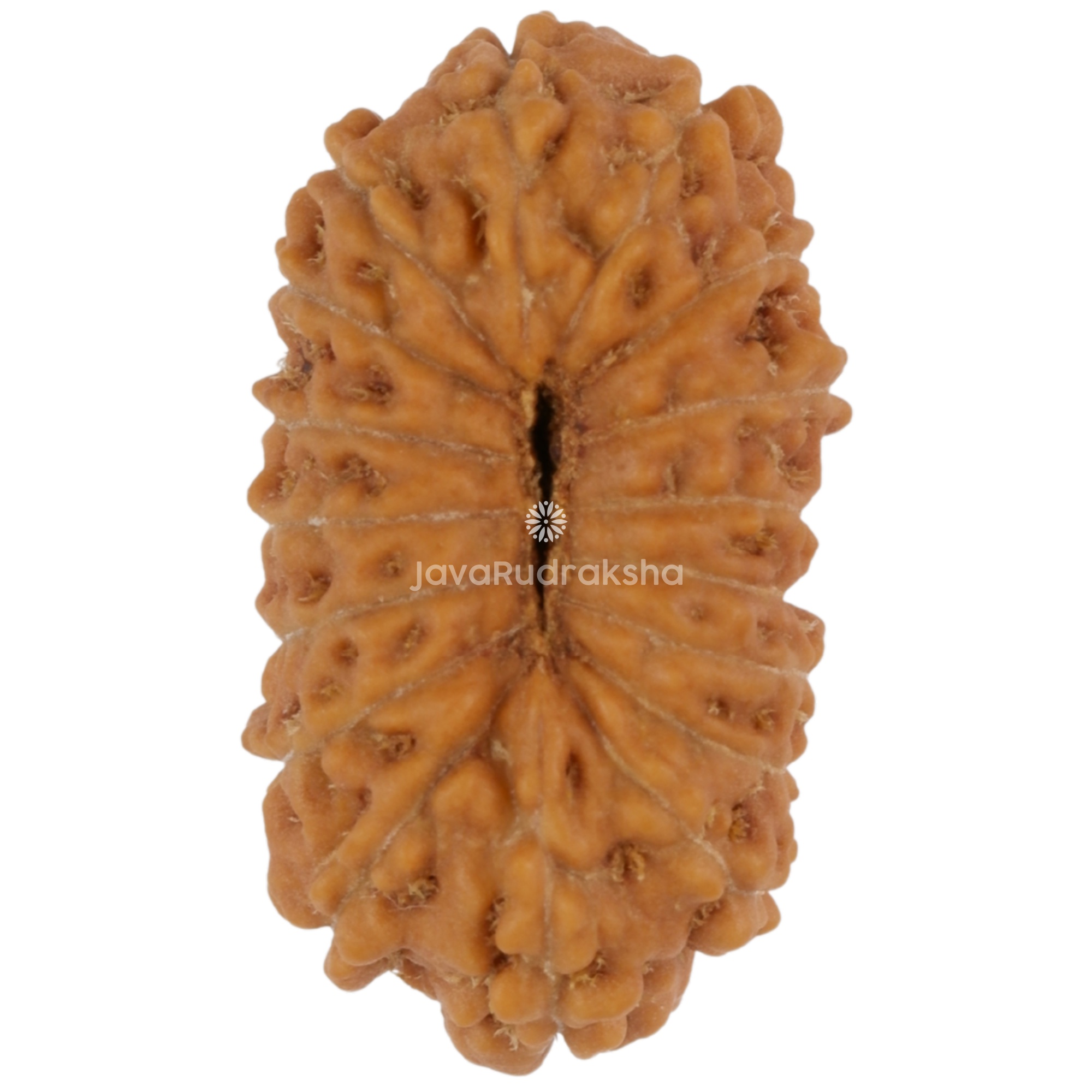 17 Mukhi Java Rudraksha 18.06 mm bottom view