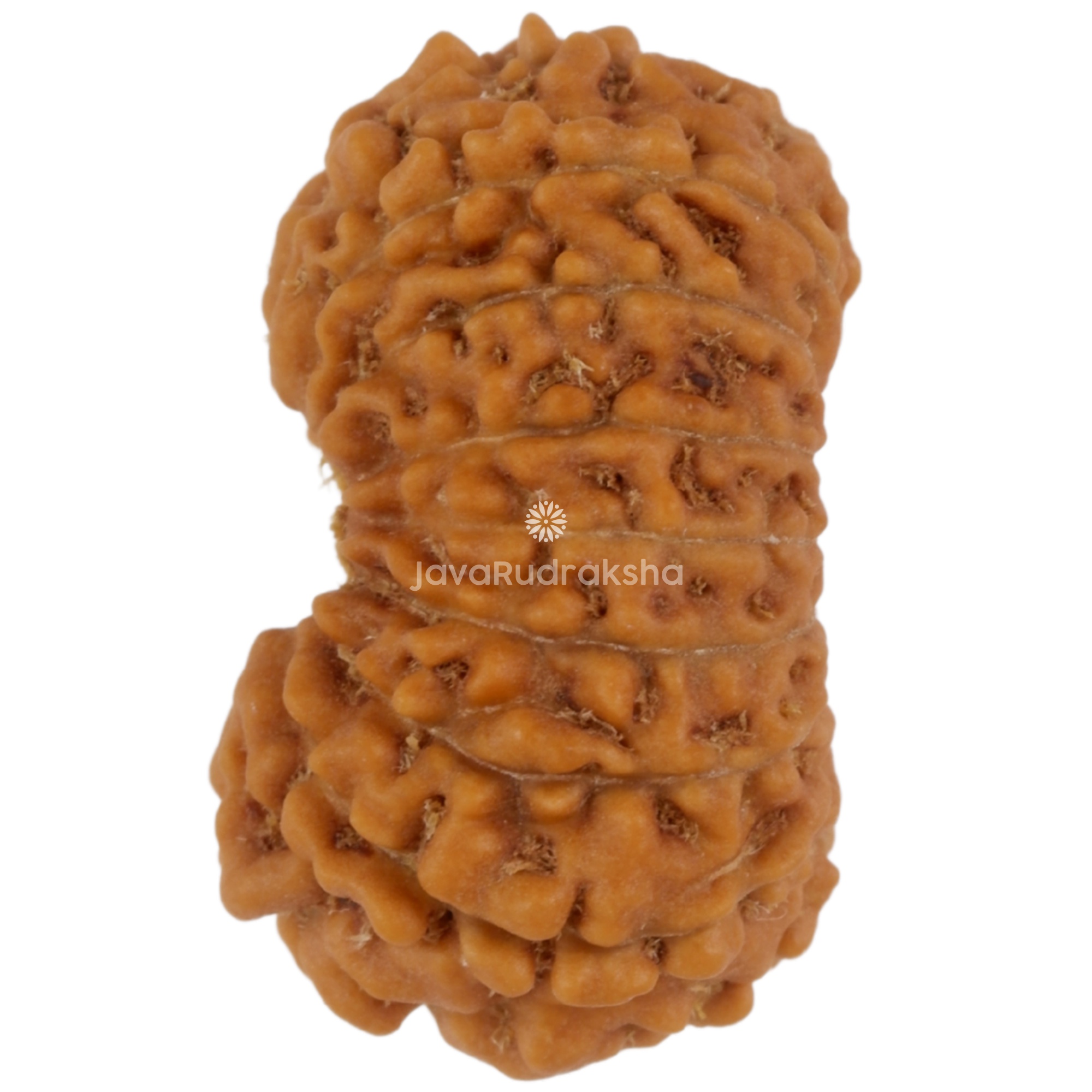 17 Mukhi Java Rudraksha 18.06 mm left side angle