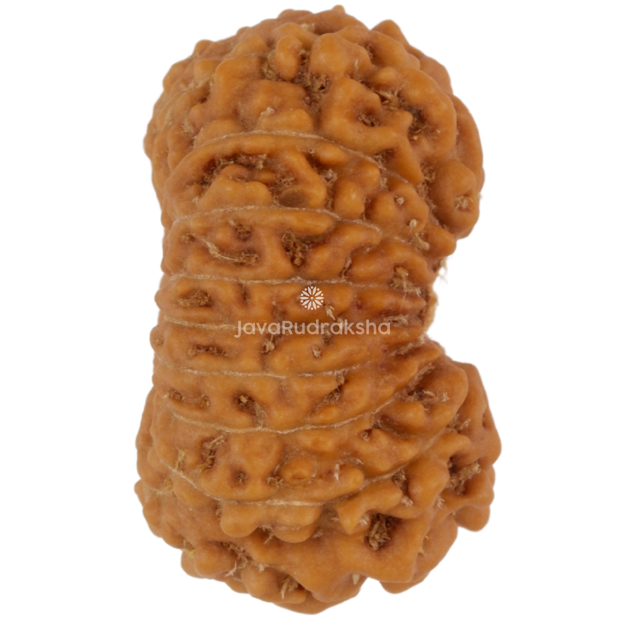 17 Mukhi Java Rudraksha 18.06 mm right side angle