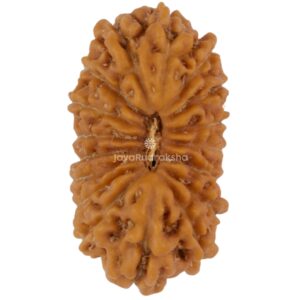 17 Mukhi Java Rudraksha 18.06 mm top view