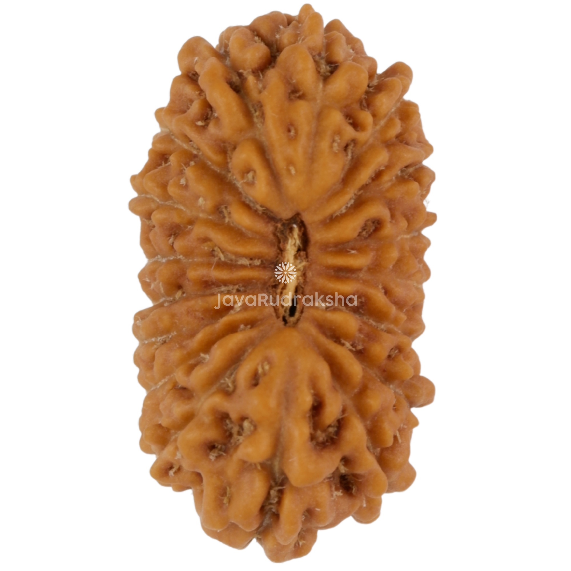 17 Mukhi Java Rudraksha 18.06 mm top view