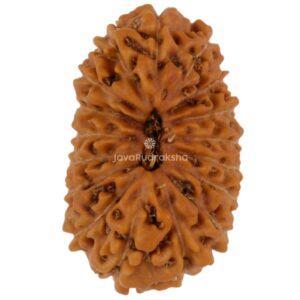 17 Mukhi Java Rudraksha 18.47 mm top view