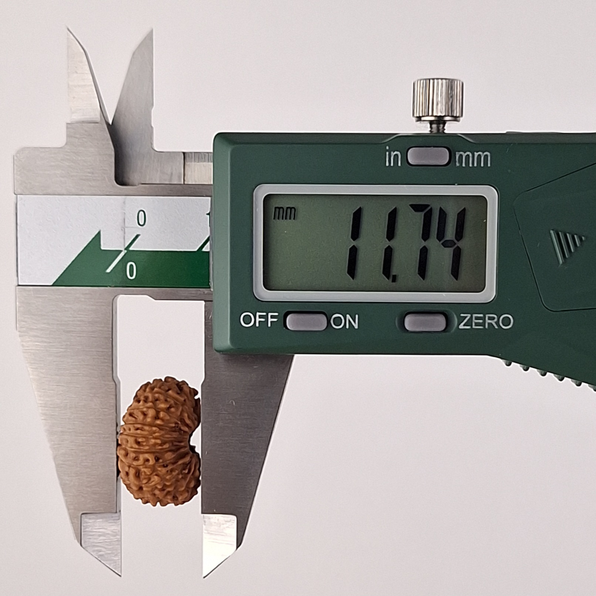 17 Mukhi Java Rudraksha 11.74 mm depth measurement