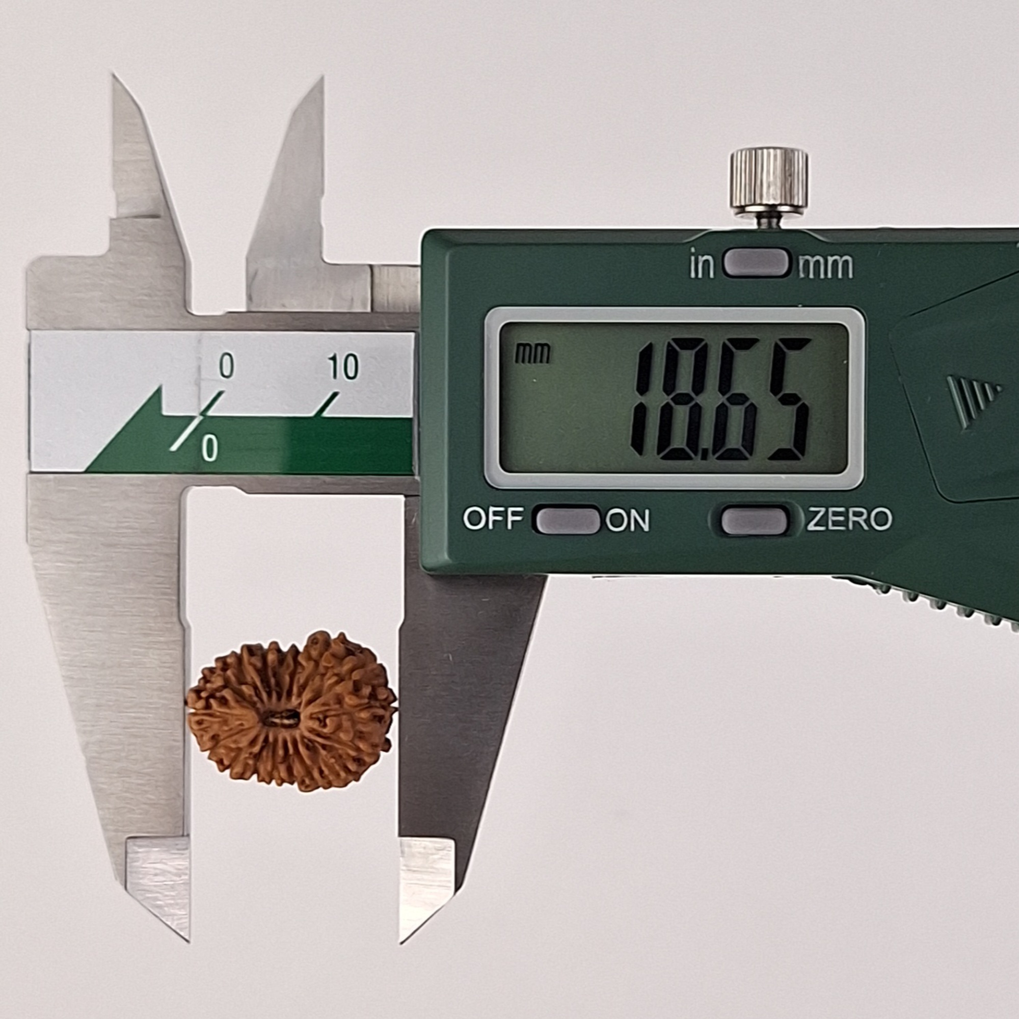 17 Mukhi Java Rudraksha 18.65 mm length measurement