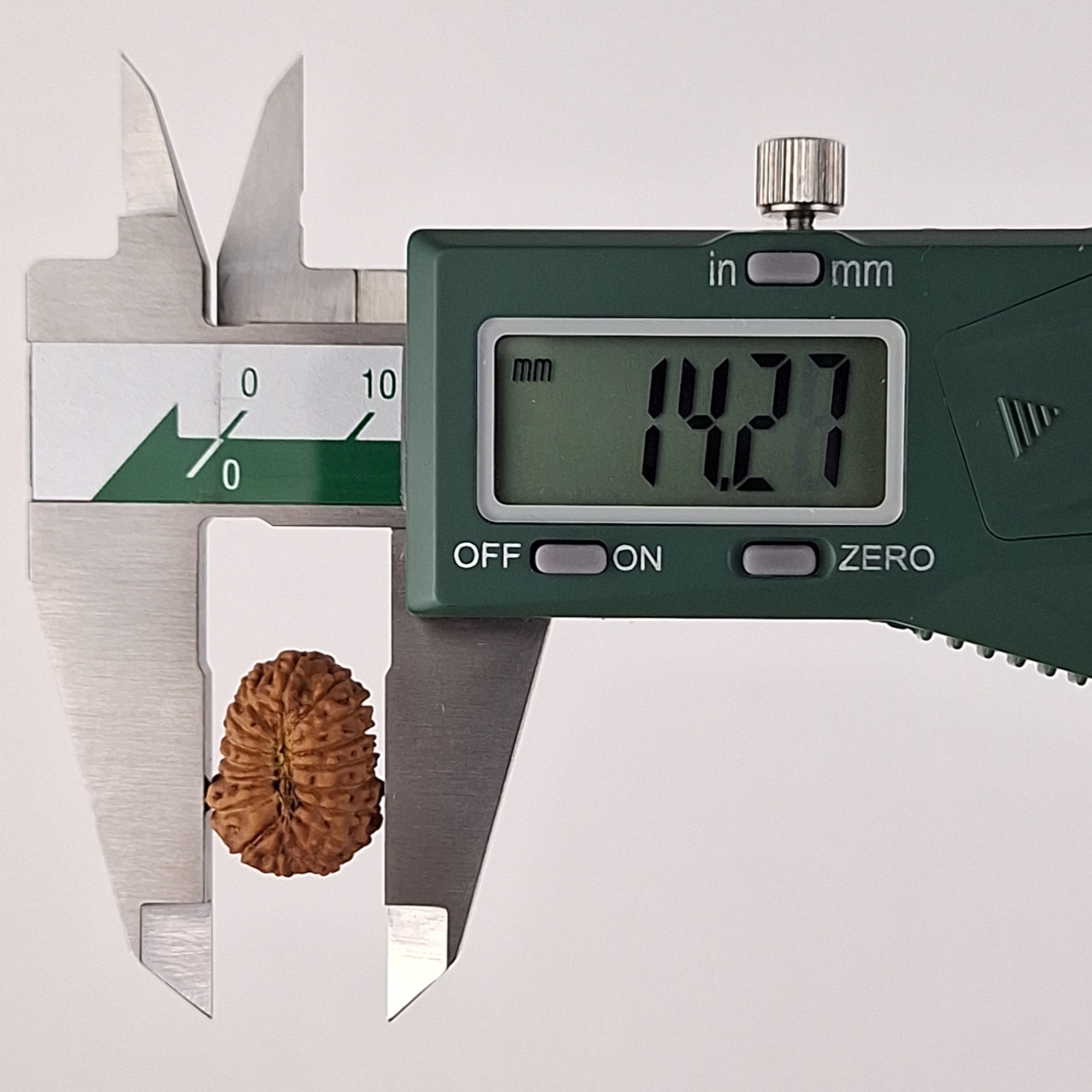 17 Mukhi Java Rudraksha 14.27 mm width measurement
