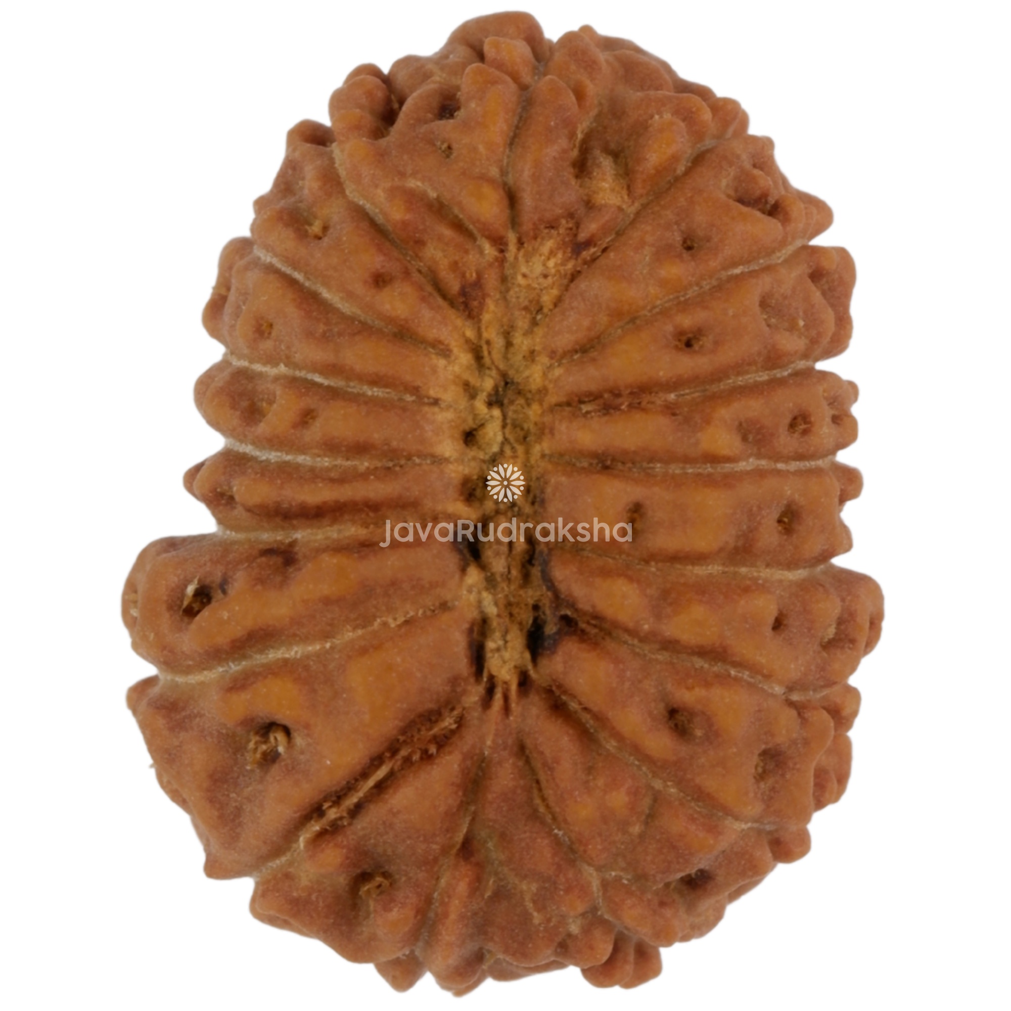 17 Mukhi Java Rudraksha 18.65 mm bottom view