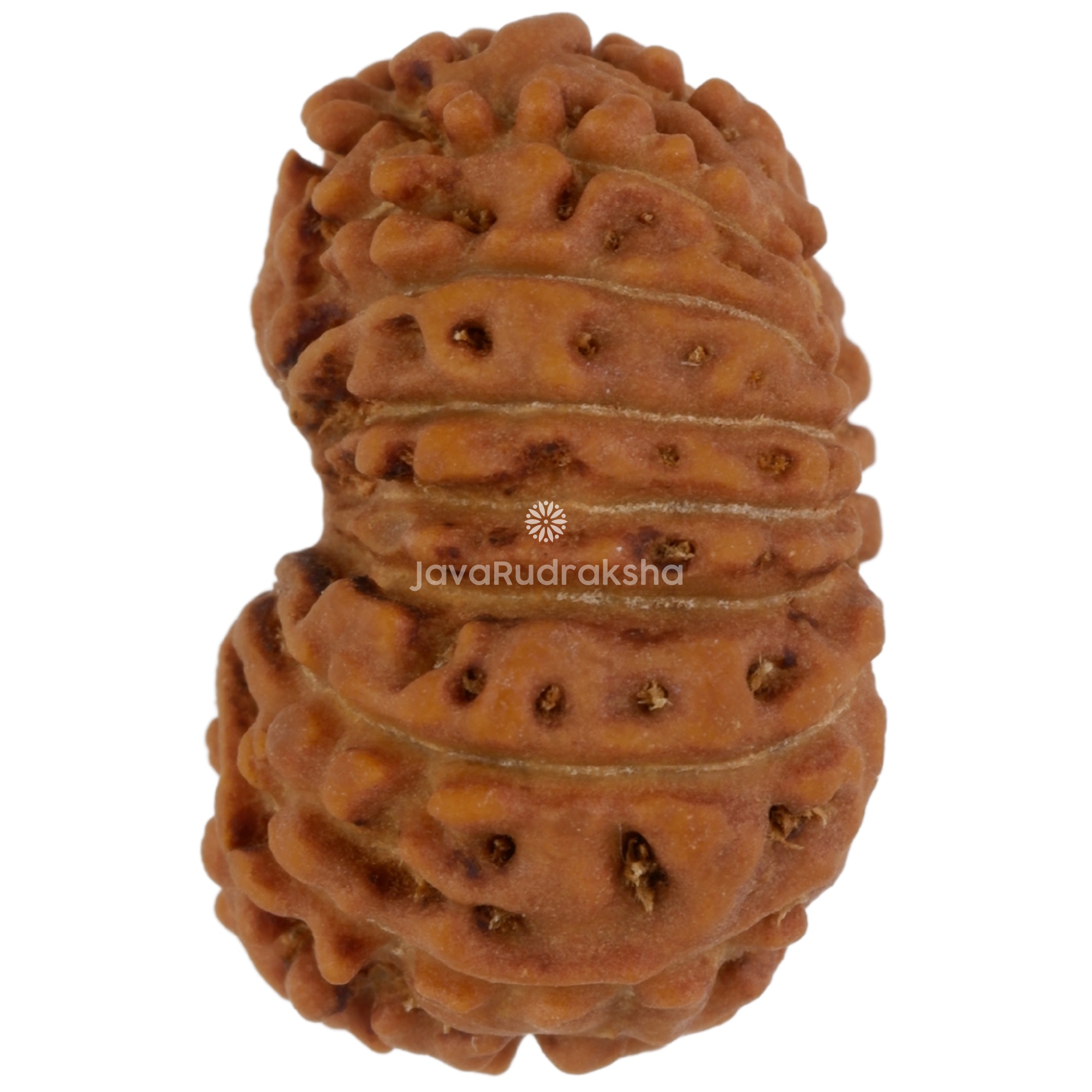 17 Mukhi Java Rudraksha 18.65 mm left side angle