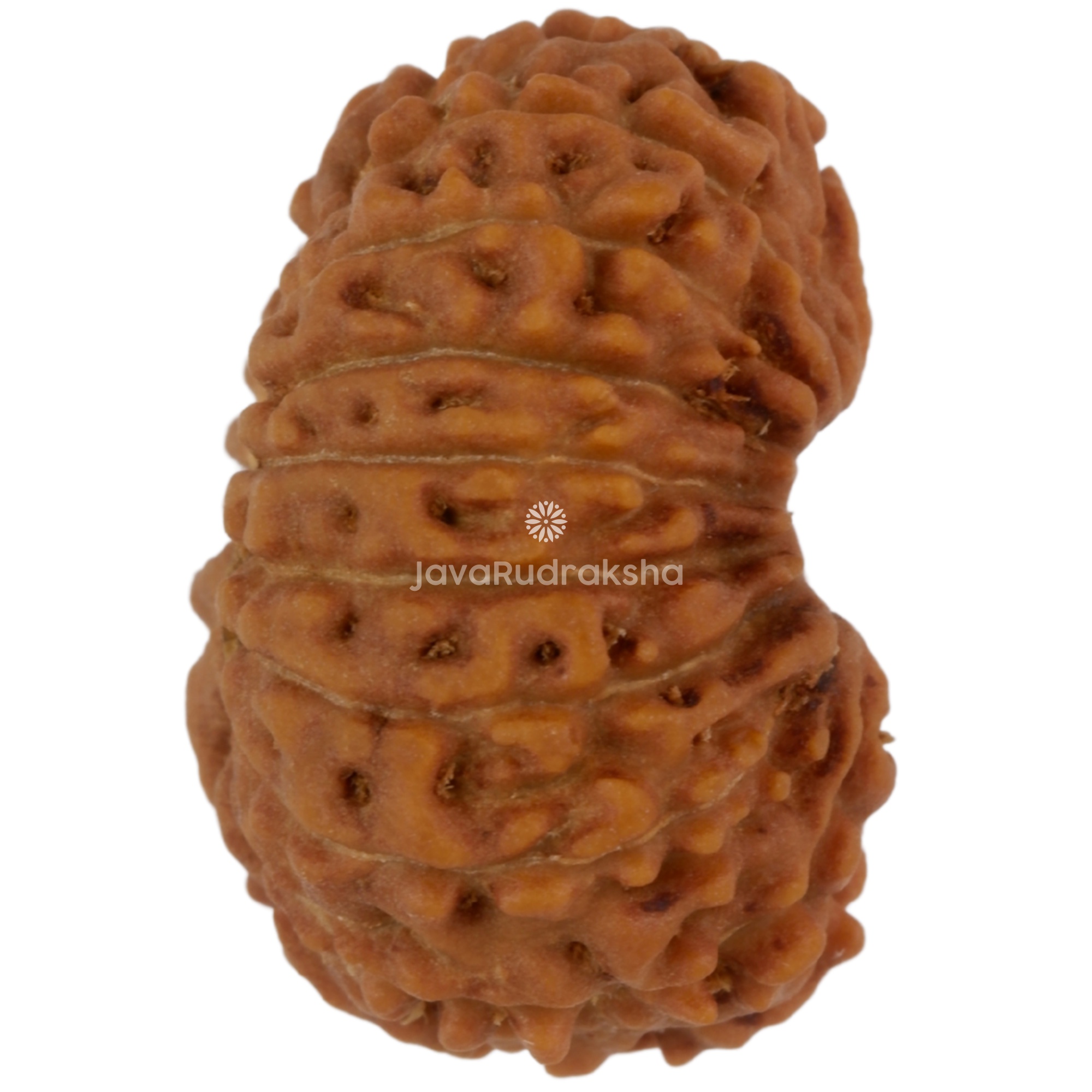 17 Mukhi Java Rudraksha 18.65 mm right side angle