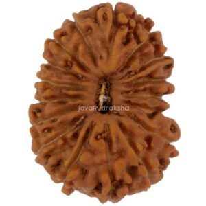 17 Mukhi Java Rudraksha 18.65 mm top view