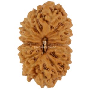 17 Mukhi Java Rudraksha 18.66 mm top view