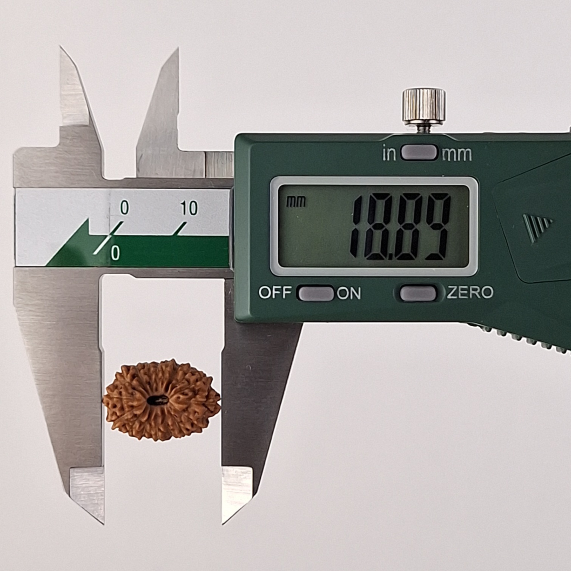 17 Mukhi Java Rudraksha 18.89 mm length measurement