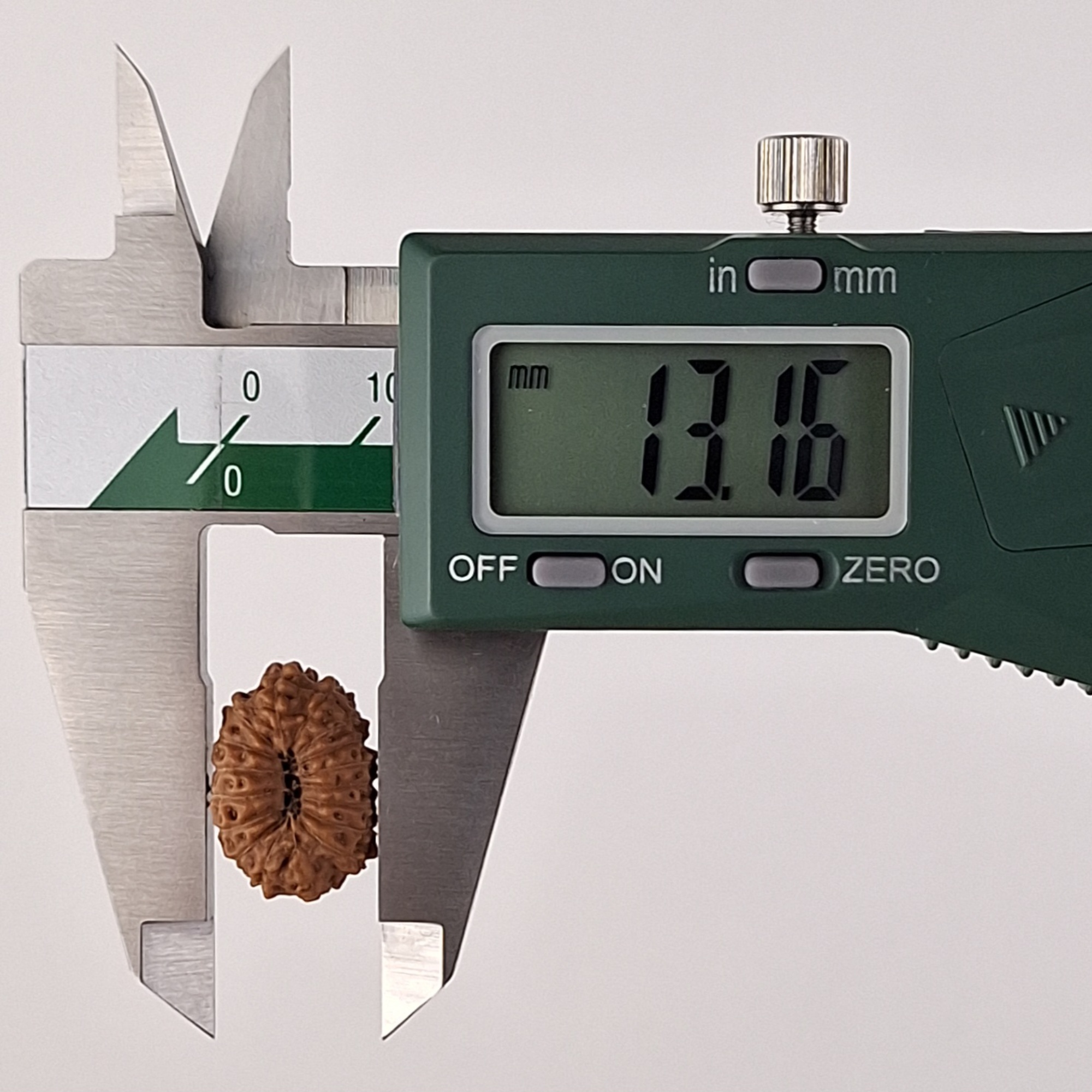 17 Mukhi Java Rudraksha 13.16 mm width measurement
