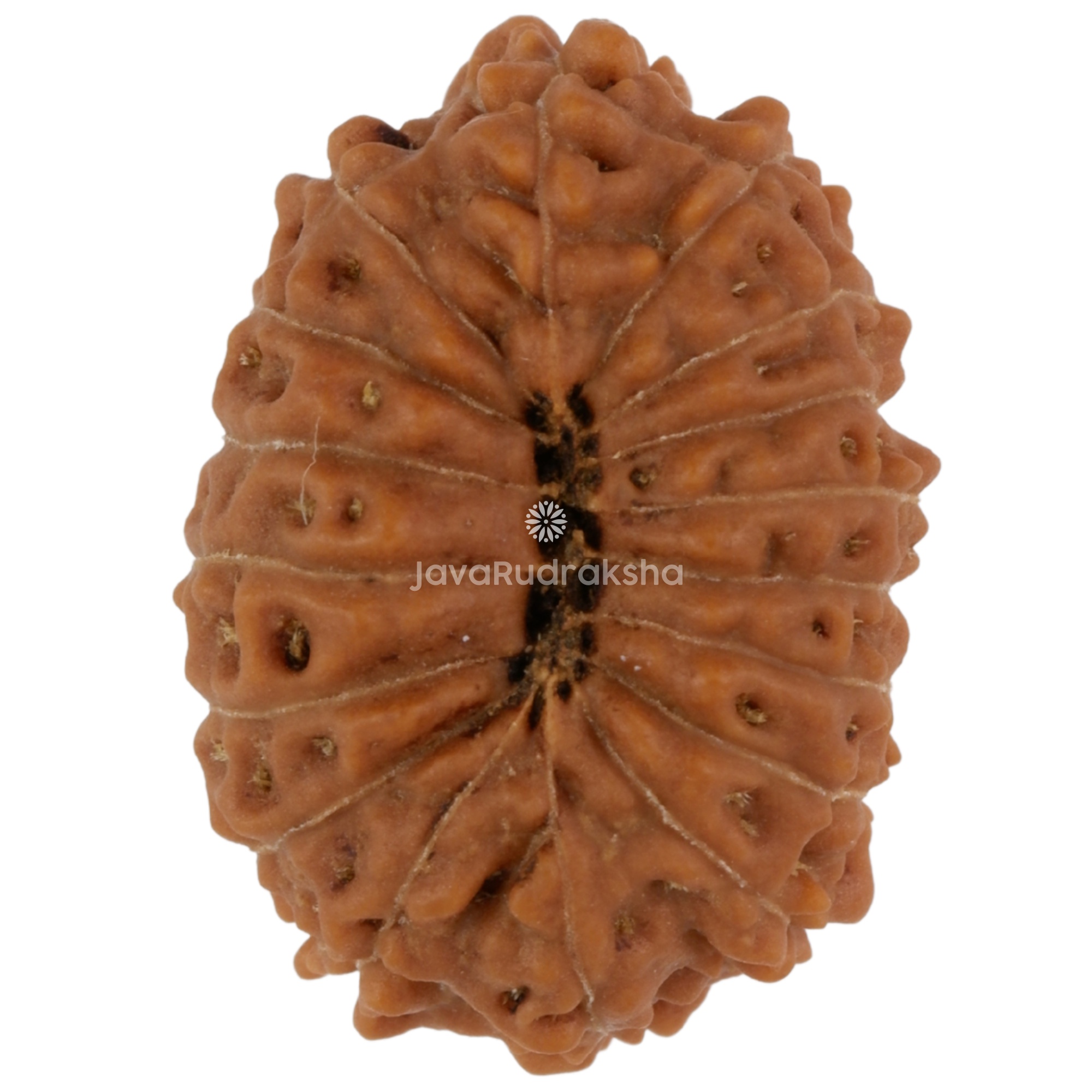 17 Mukhi Java Rudraksha 18.89 mm bottom view