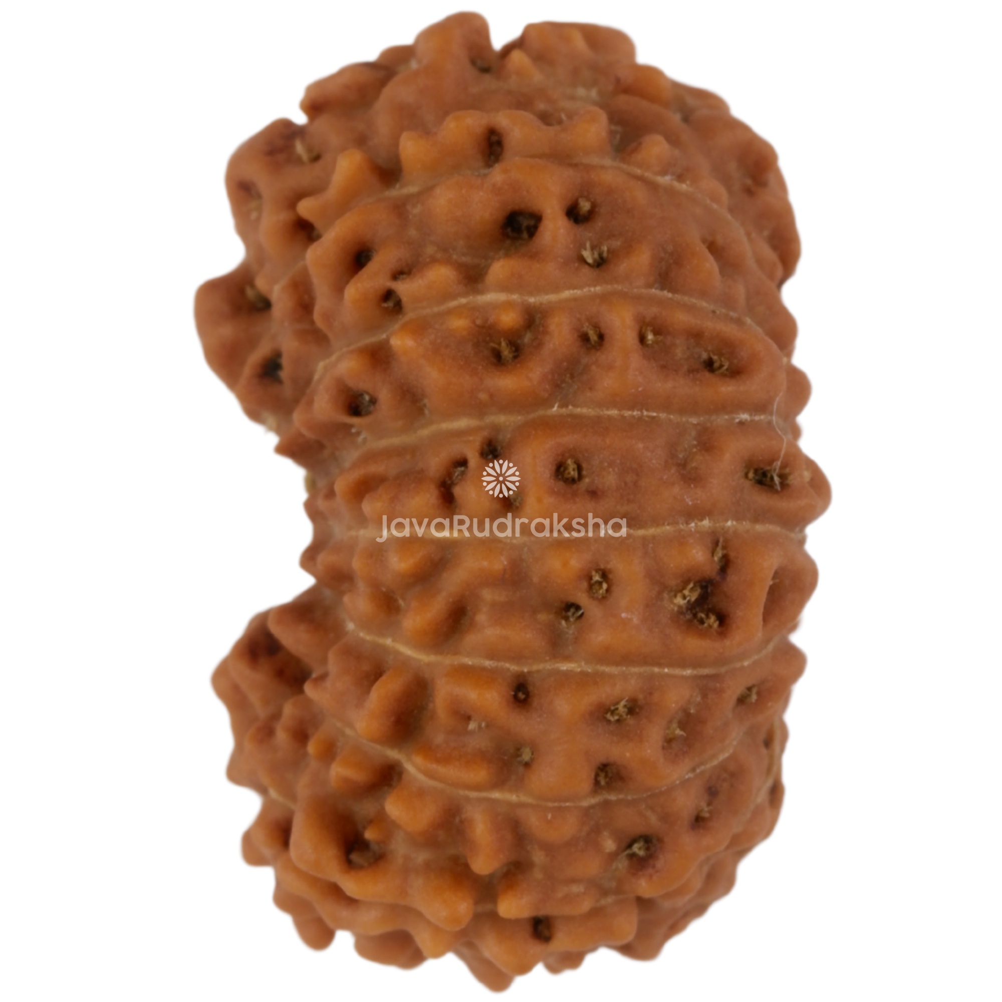 17 Mukhi Java Rudraksha 18.89 mm left side angle