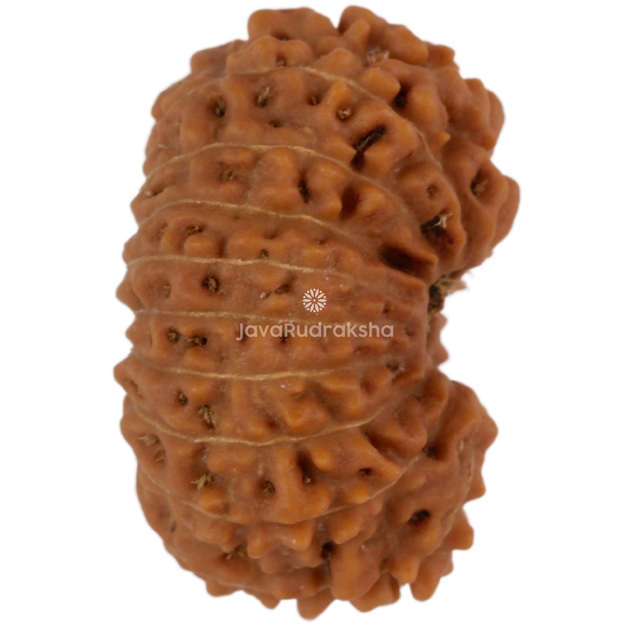 17 Mukhi Java Rudraksha 18.89 mm right side angle