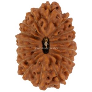 17 Mukhi Java Rudraksha 18.89 mm top view