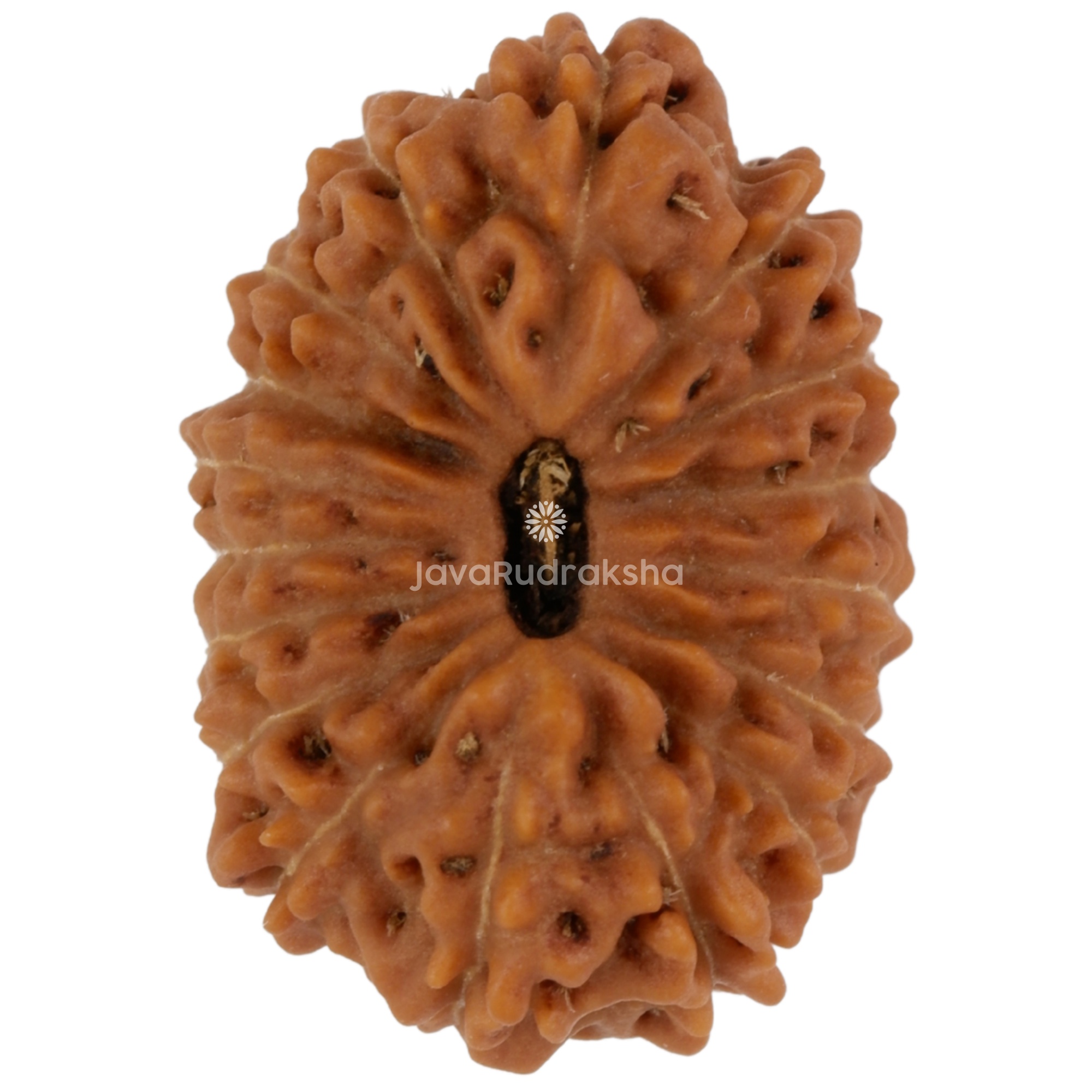 17 Mukhi Java Rudraksha 18.89 mm top view