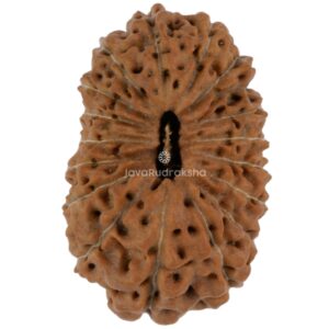17 Mukhi Java Rudraksha 18.93 mm top view