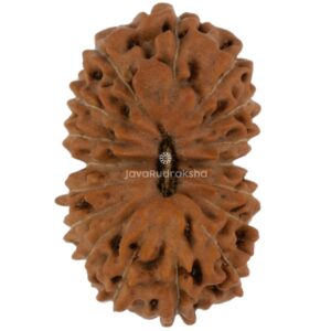 17 Mukhi Java Rudraksha 18.95 mm top view