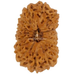 17 Mukhi Java Rudraksha 19.09 mm top view