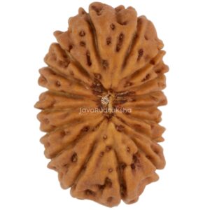 17 Mukhi Java Rudraksha 19.21 mm top view