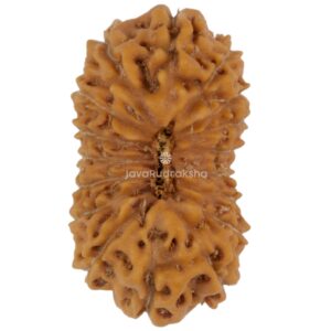17 Mukhi Java Rudraksha 19.49 mm top view