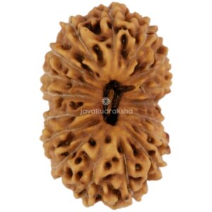 17 Mukhi Java Rudraksha 19.61 mm top view