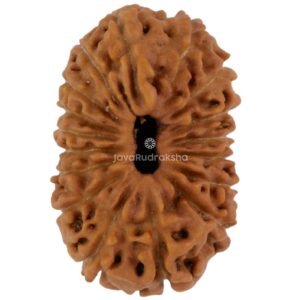 17 Mukhi Java Rudraksha 19.69 mm top view